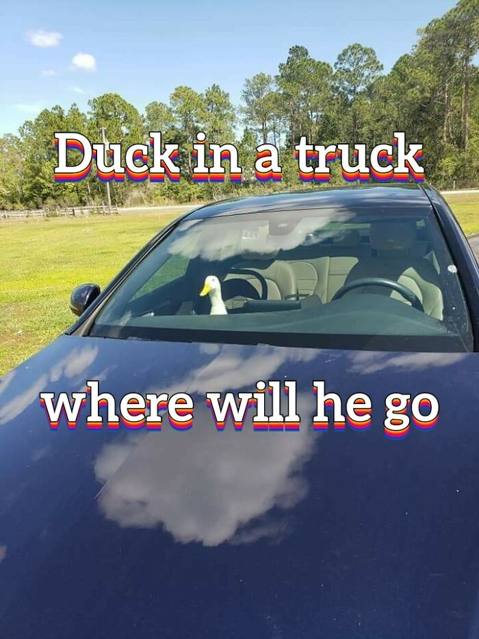 Animals-With-Threatening-Auras-Pics