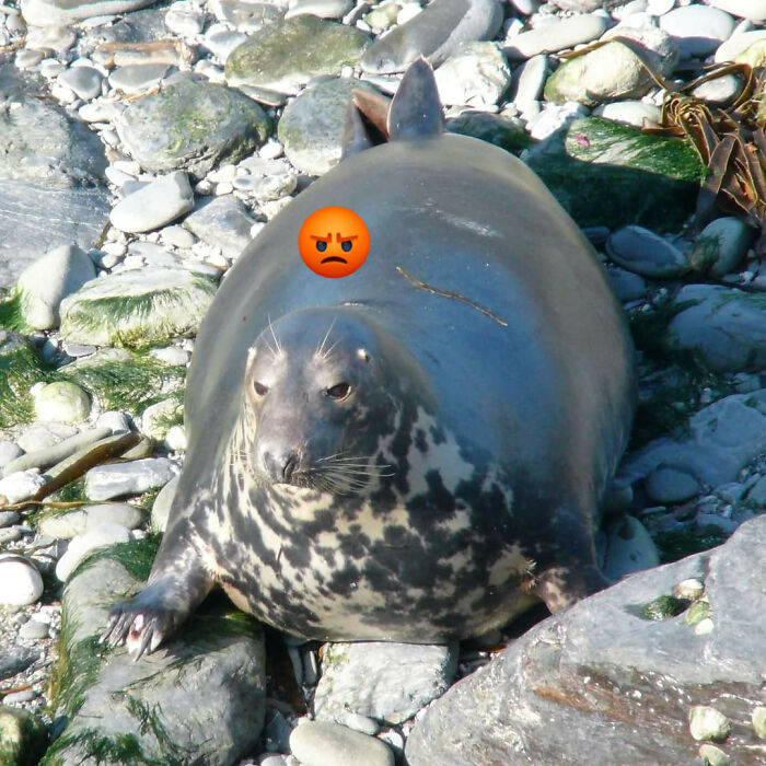 Animals-With-Threatening-Auras-Pics