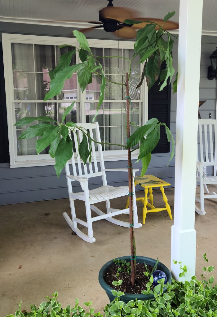 My Avocado Tree That I Have Grown From The Pit Of An Avocado That I Had For Lunch One Day!