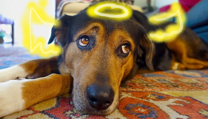 The Doggo Was Abused, But Is Now An Angel, Living In Heaven, Doing Doggy Things, But He Misses His Mama, So Thats Why Hes Sad. He Came To Visit Her, And Now Their Having A Little Chat. He Got To Meet His Little Brother