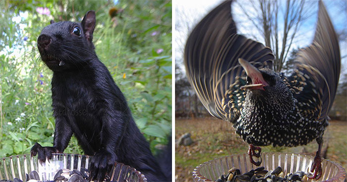 Woman Puts Camera On Bird Feeder In Her Yard, Here Is What It Has Caught (30 New Pics)