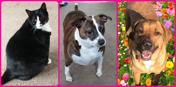 My Babies Jack, Mika & King