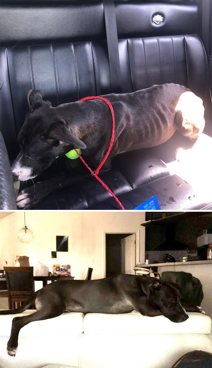 Picked Up Allie Kazam From A Severely Underfunded Shelter Six Months Ago. 30lbs To 55lbs And The Happiest Weirdo I’ve Ever Met!