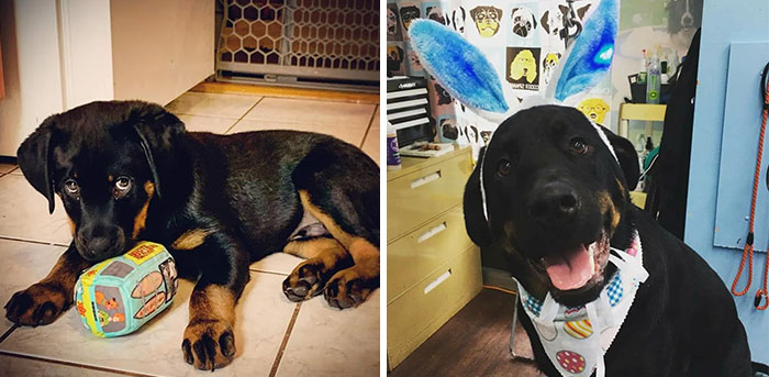 My Fur Nephew Happy! He's 1 Yr N 1mnth Old, Rottweiler/Lab Mix. I Love This Goofball