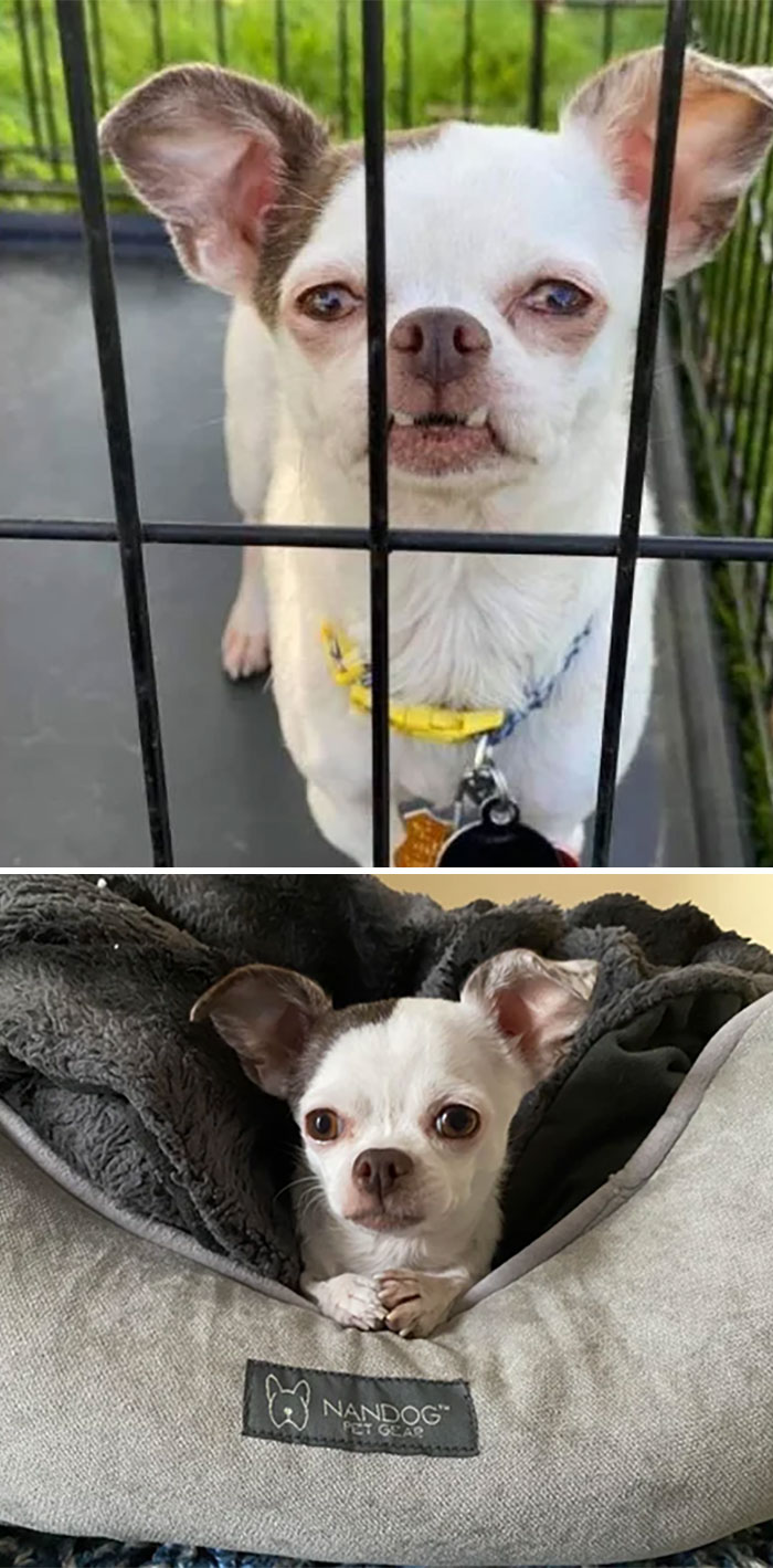 Adoption Photo vs. Snuggly New Home