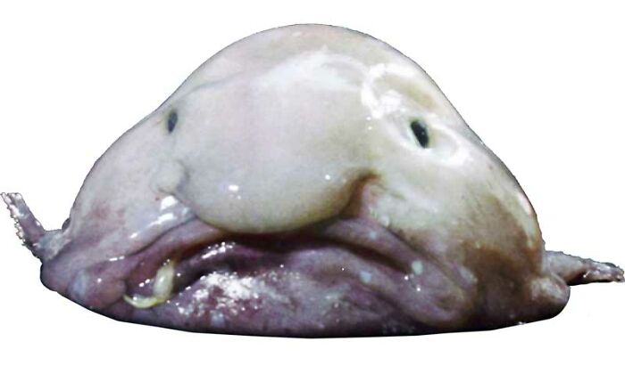 Pink Blob Fish