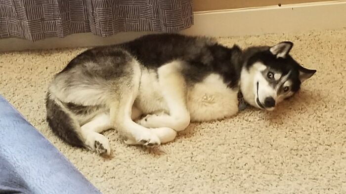 This Was My Best Buddy Onyx Who Just Passed Away On 4/22 At The Ripe Old Age Of 13.