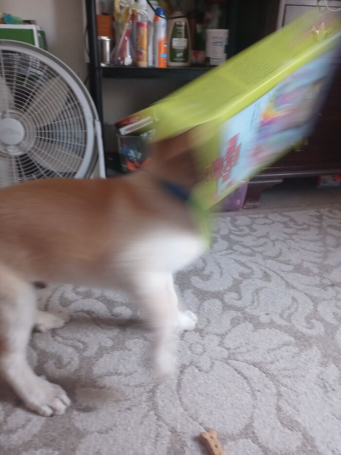 I Thought Only Cats Fell For This Trick...