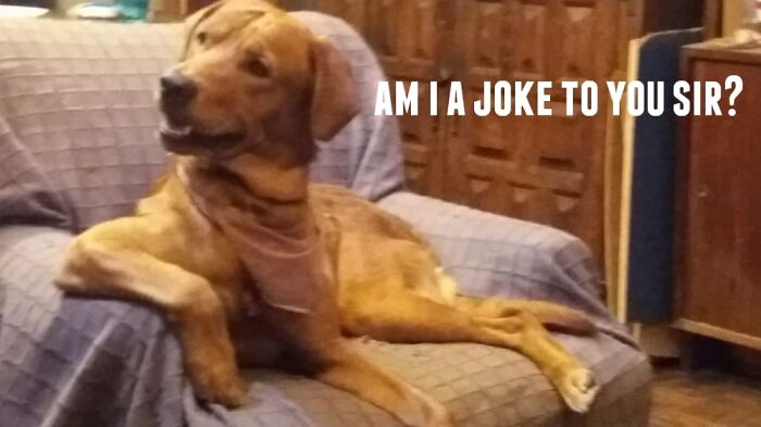 When You Pretend To Give Your Dog A Cookie. 🍪