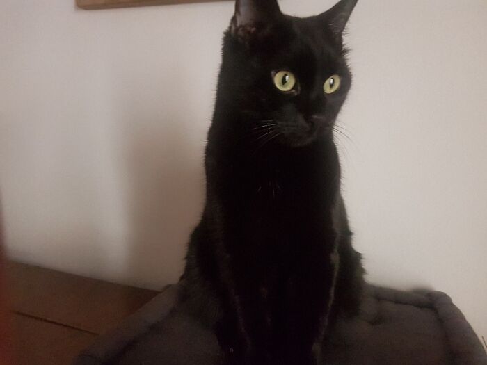 My Bombay Cat: Coltrane Keanu Cat Kirk