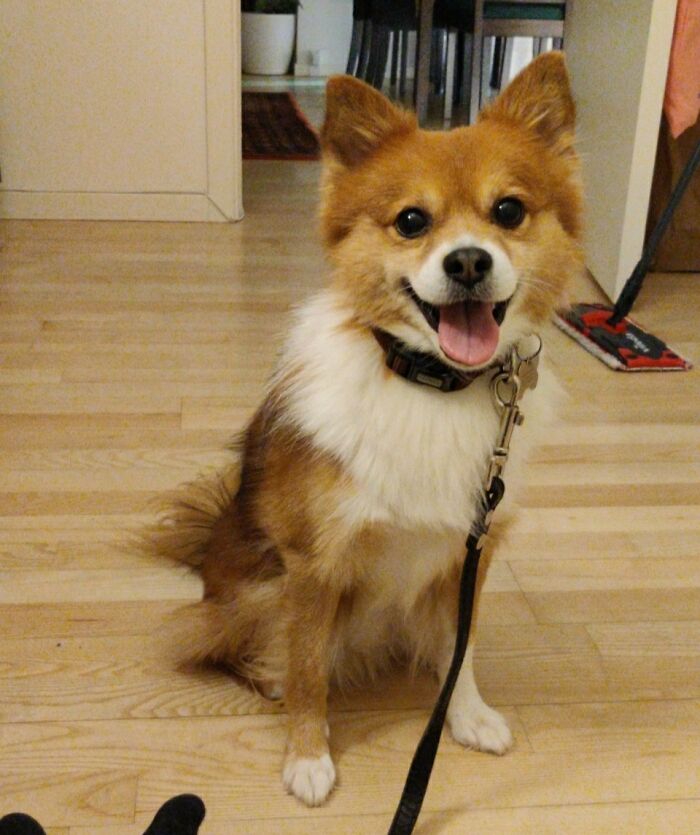 My Rescue Dog Lape 🦊