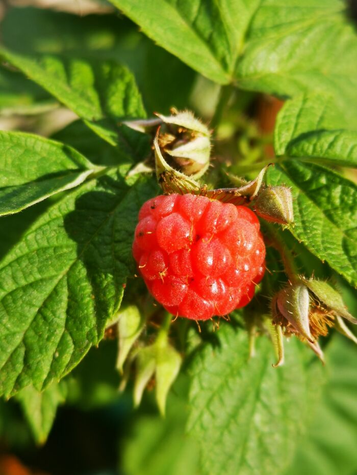 Super Duper Proud Of My First Raspberry.