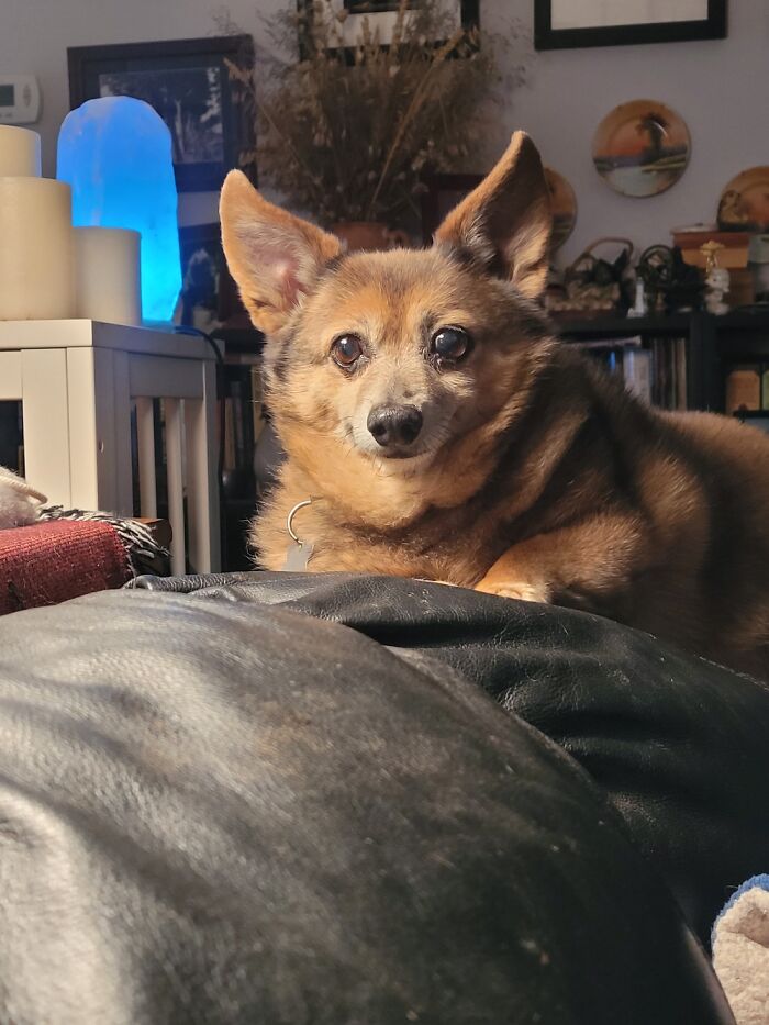 Rex. 16 Years. Rescued On A Rainy Night In Texas.