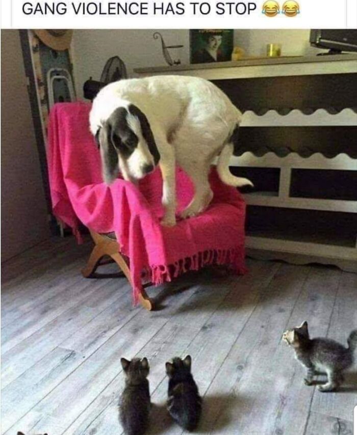 What The What! Stop It Kitties!