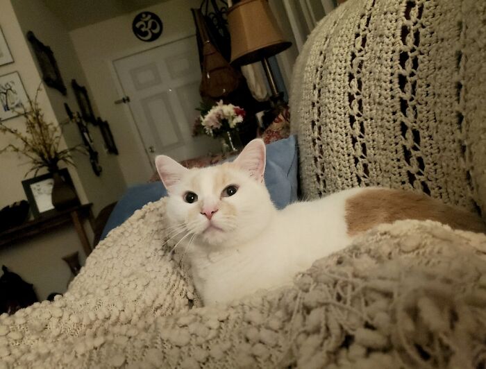 Macy Moo! One Of My 3 Rescues. Love Them All