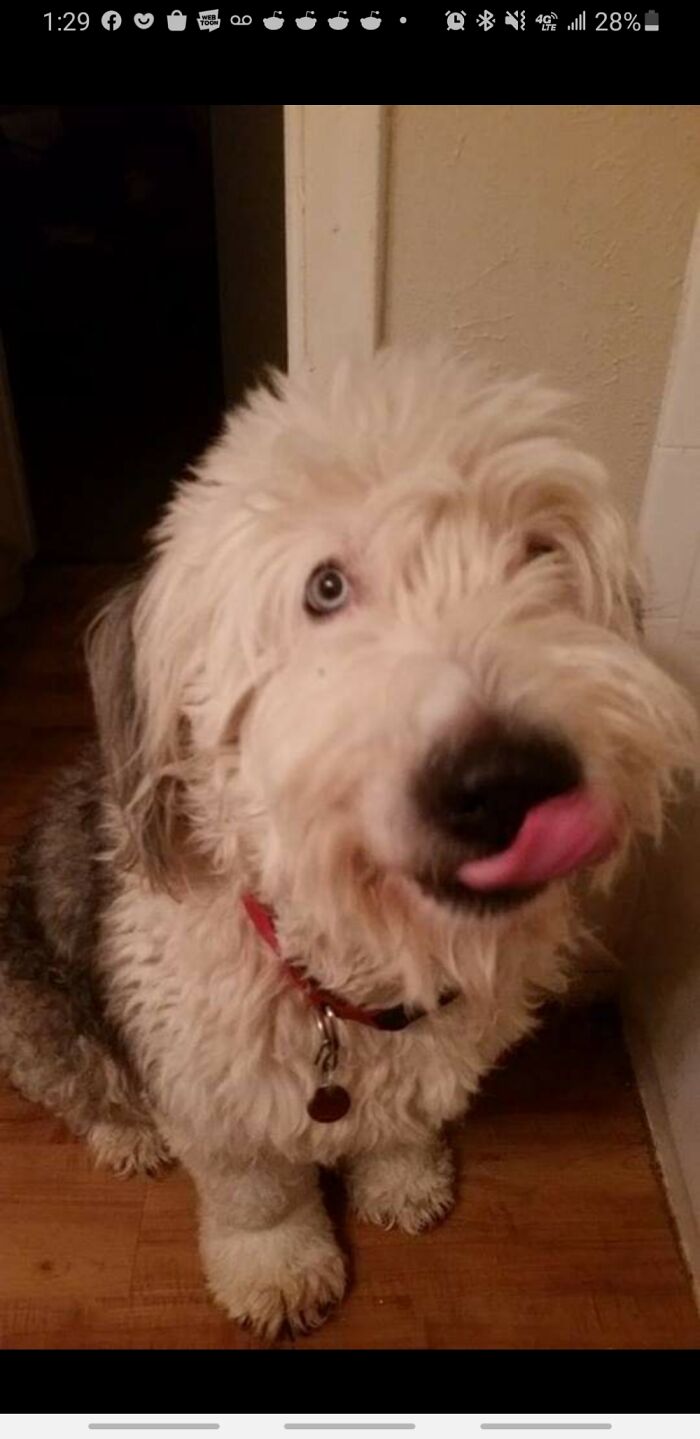 The Blue Eyed Fluff Ball !