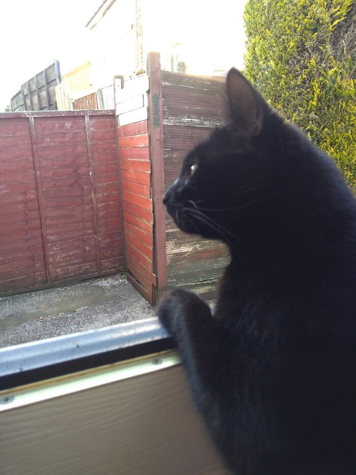 "Is That A Bird??, No! It's A Mouse!.... No! It's A Leaf!!