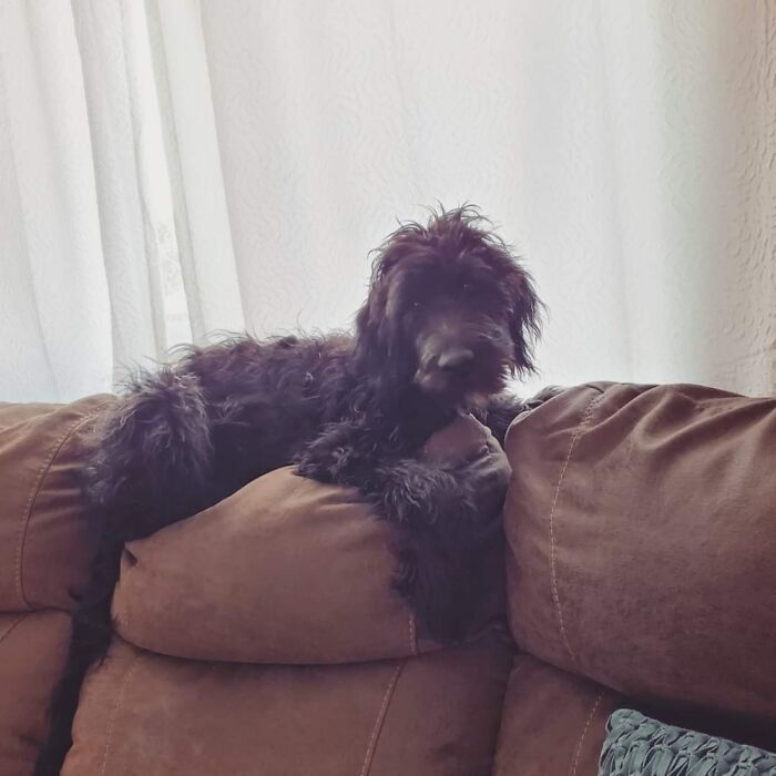 Our Handsome Goldendoodle, Enzo.