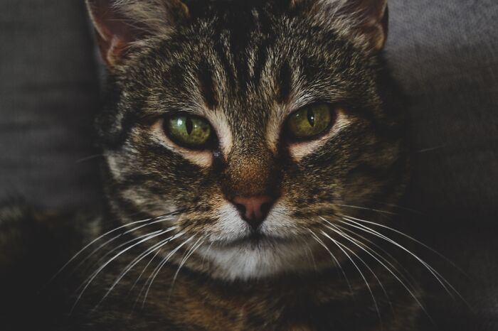 Cat Who Decided To Live With Us And Have Babies With Us, We Call Her Tiger.