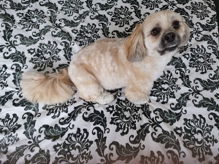 Smile Barney ☺ 🐾💖