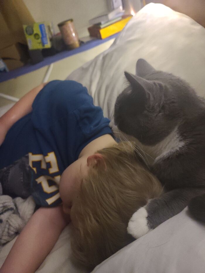 This Is Sterling. My Son Had A Bad Dream. Sterling Is Making Sure He Doesn't Have Another One.