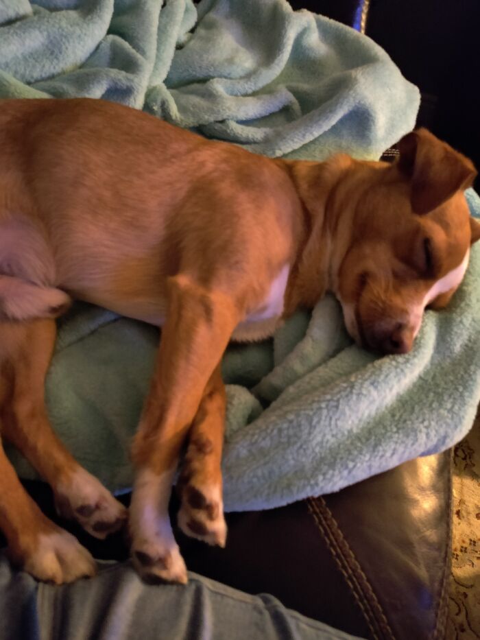 My Doggo Is Smiling While Sleeping