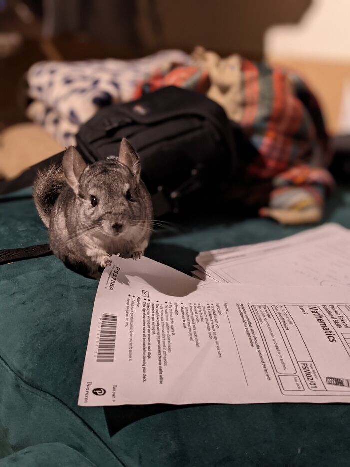 Rooski Helping Me With Revision (Ten Year Old Chinchilla)