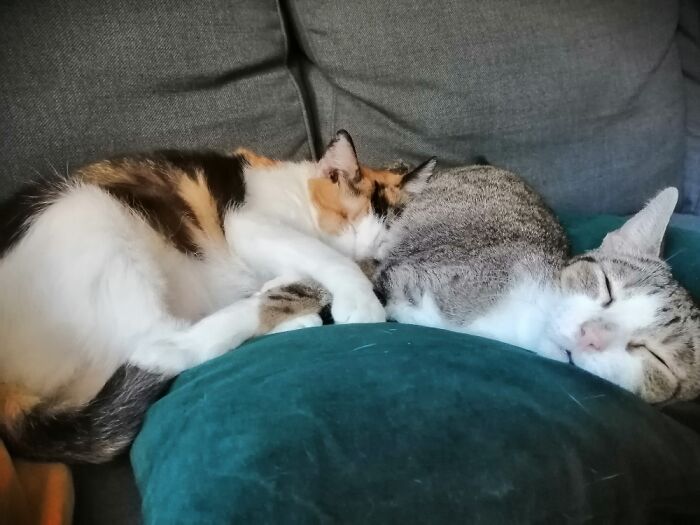My Girls - Arrived One Month Ago And They Already Feel At Home!