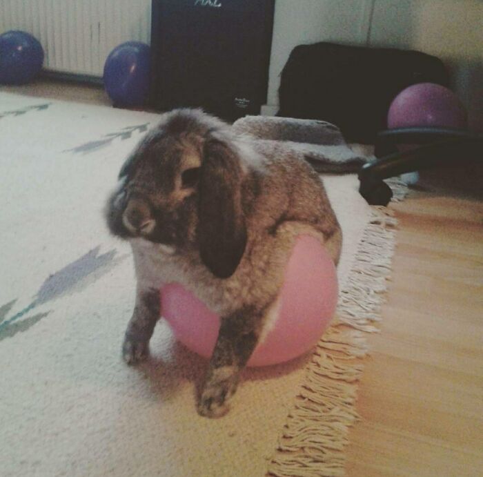My Rabbit Pine Really Likes His Balloons