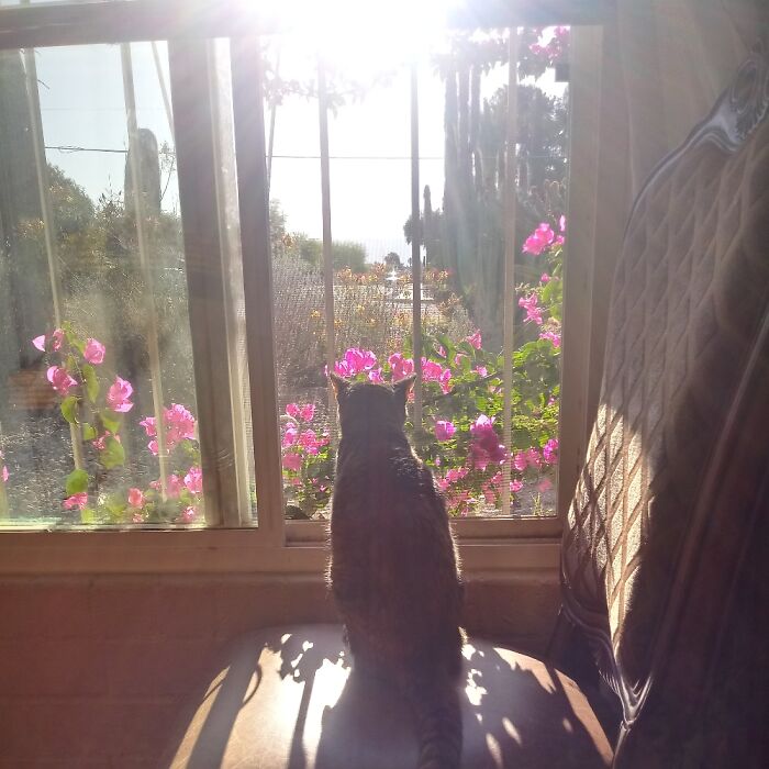 My Tabby Cat. Every Morning I Open The Window So She Can Bask In The Sunlight & Listen To Birds