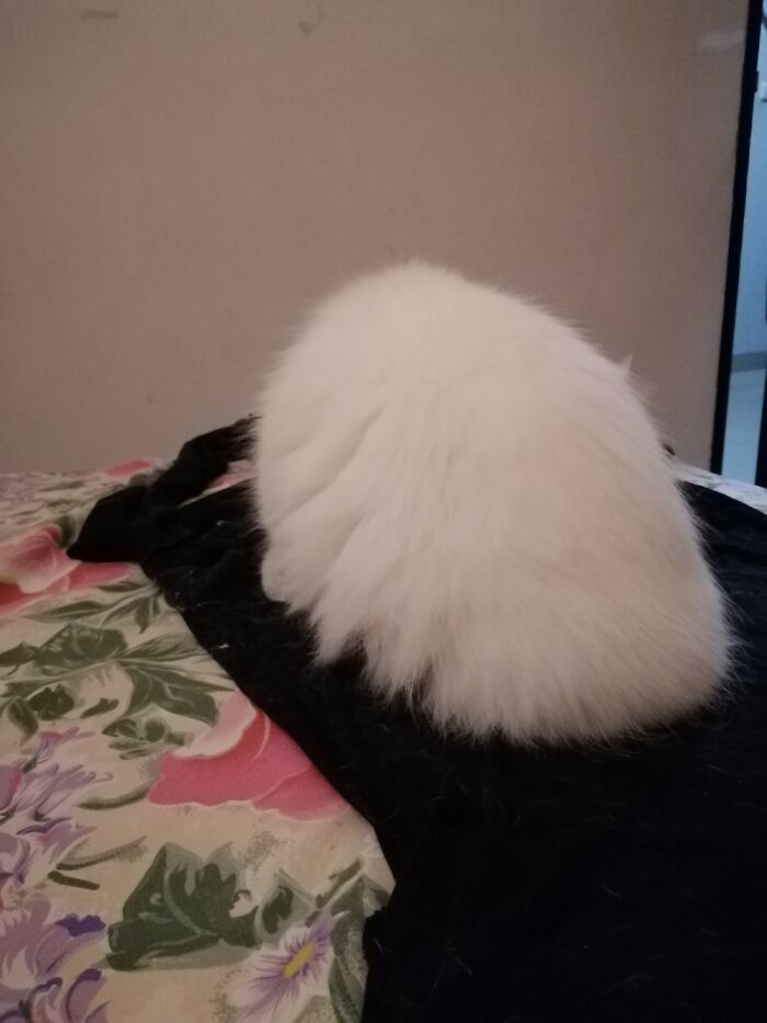 Soft Kitty, Warm Kitty, Little Ball Of Fur~