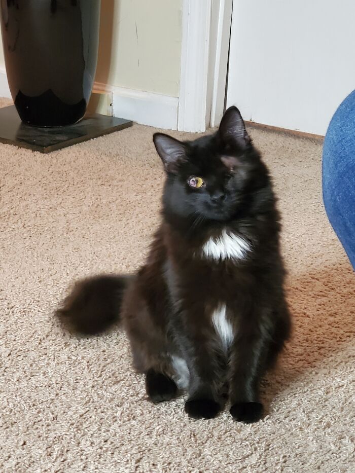 Moonlight, Met My Dog...well...my Good Boi Was Impressed Moonlight Not So Much. We Need Time.