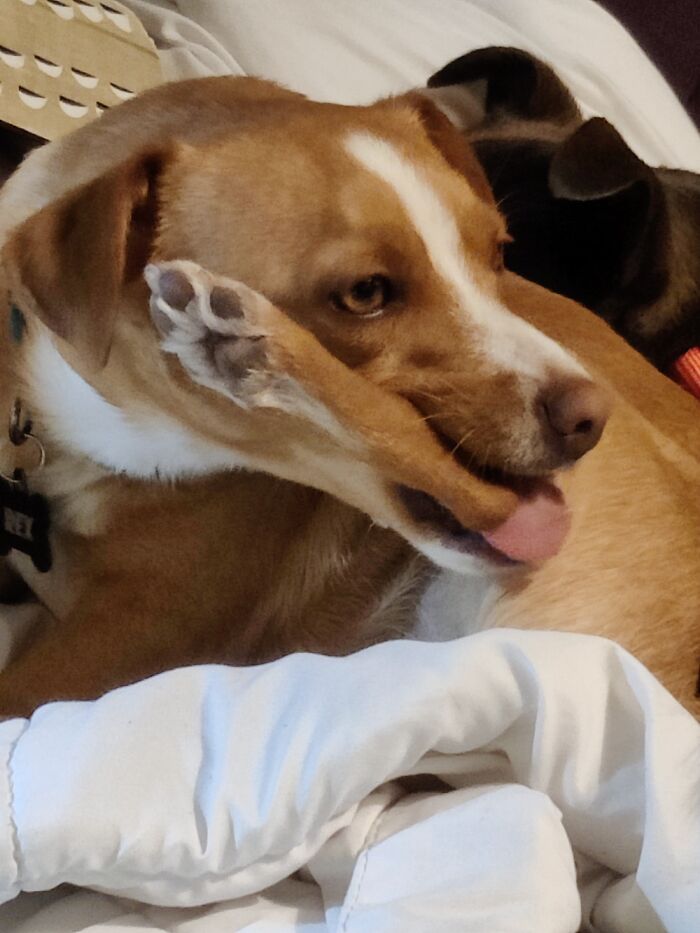 My Dog Was Eating His Leg