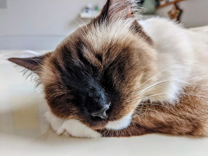 Our Ragdoll, Oreo. Nicknamed Flop As That's What He Does All Day: Flop Around The House.