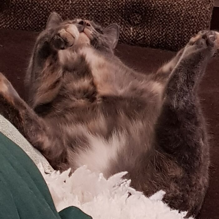 Apologising To The Cat Now For Posting This