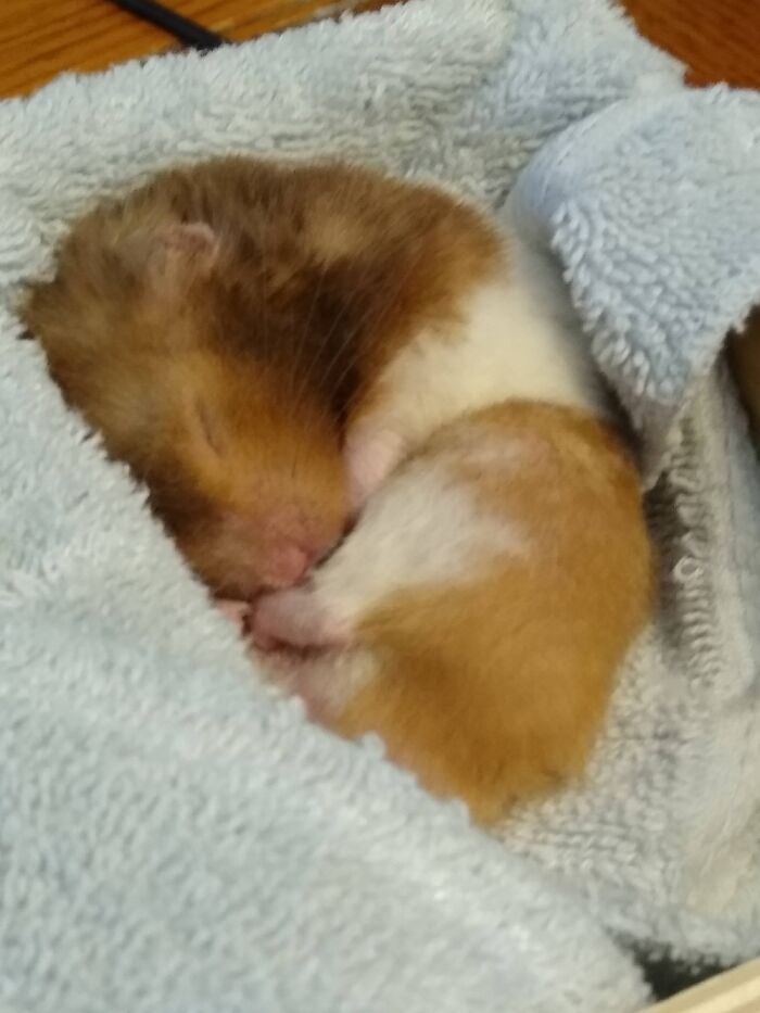 Houdini Is By Far The Cutest