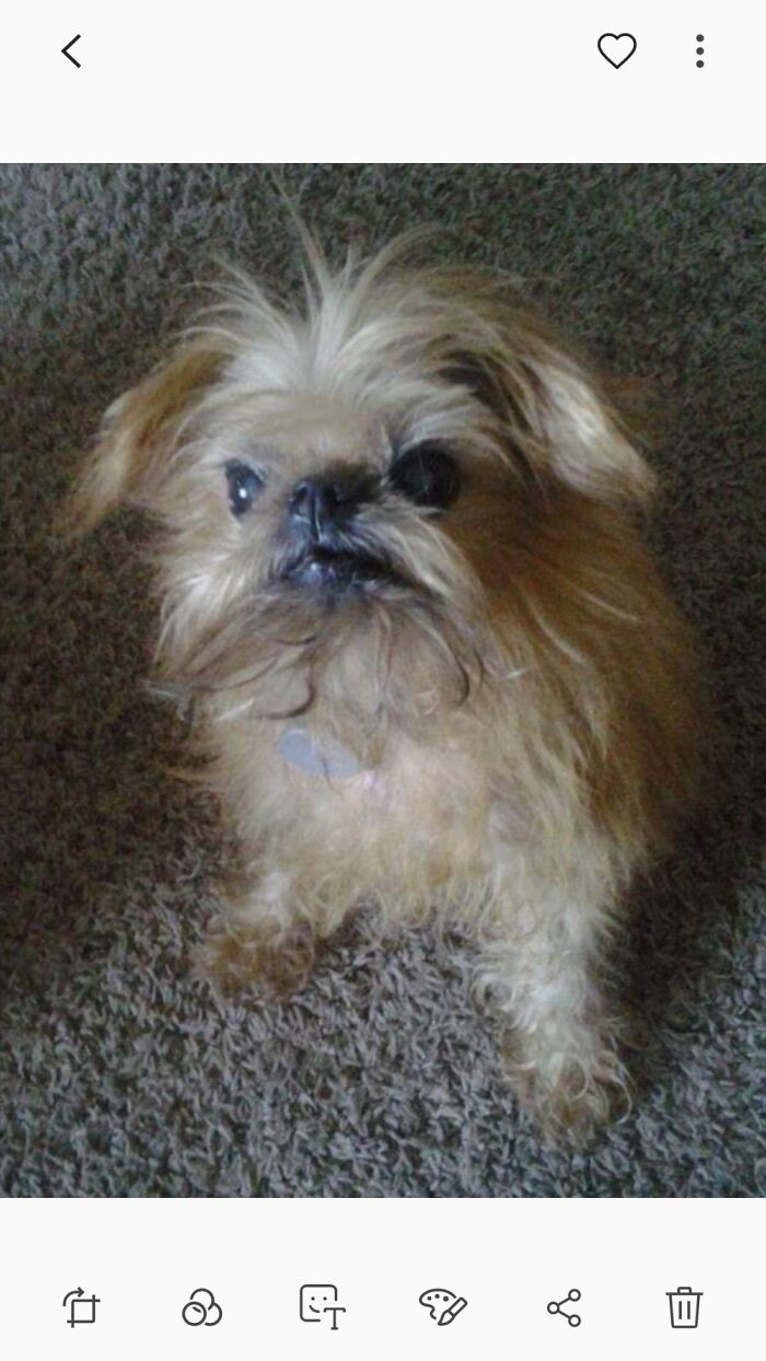 My Taz, Rest In Peace. July 2006-August 2020