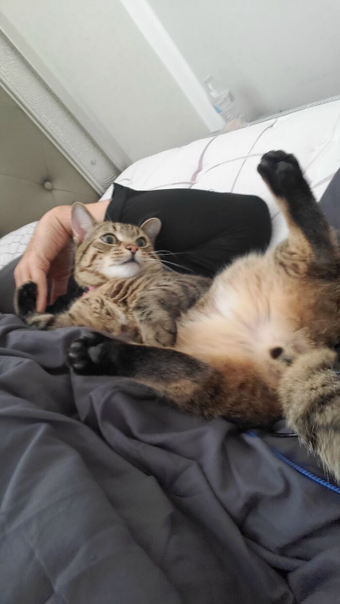 My Guy, "Eevee The Insane"