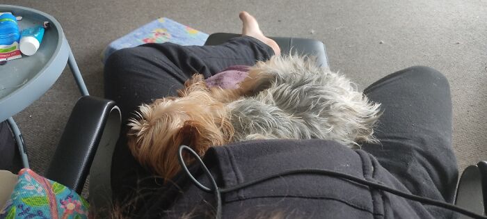 Chris, 12, Yorkshire Terrier