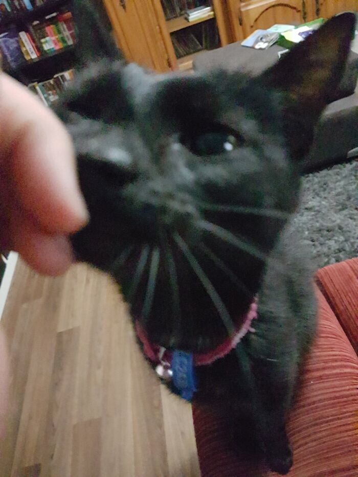Dexter Always Needs To Headbutt A Hand Or Unsuspecting Phone