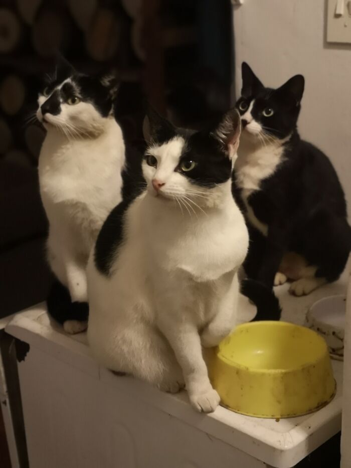 Miss Mouse; Chaos And Coco Remi Sing Me That 4.30pm Is Dinner Time!