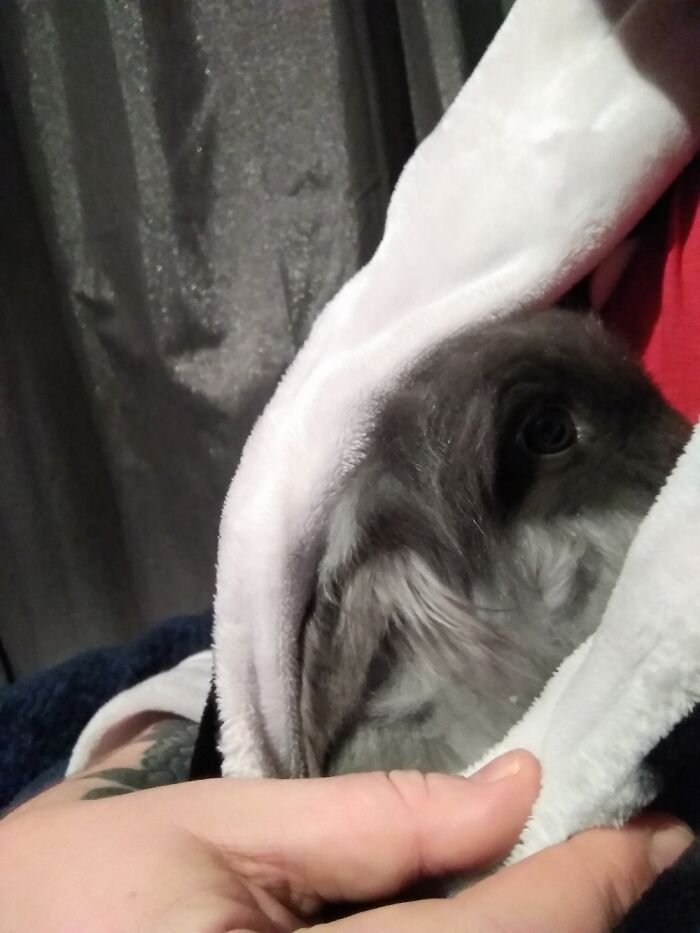 My Little Floof Minerva. She's An Angora Rabbit And Likes To Snuggle Under My Dressing Gown