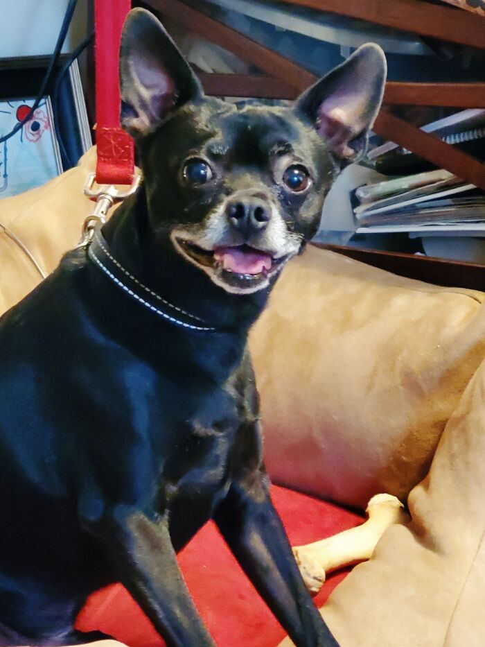 His First Time Seeing A Cat! 1out Of 10, 15 Very Impressed!