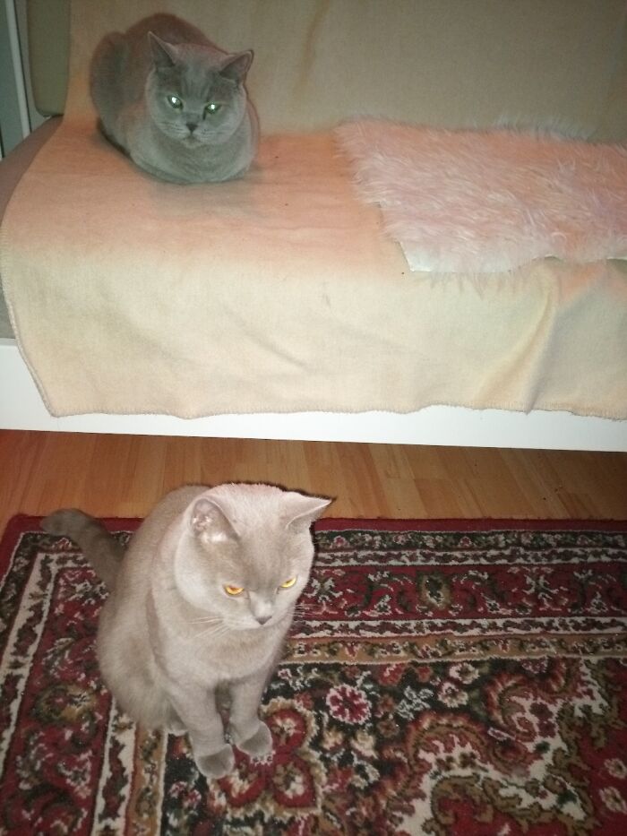 British Short Hair. Brother And Little Sister. She Seems To Be Sad All The Time.