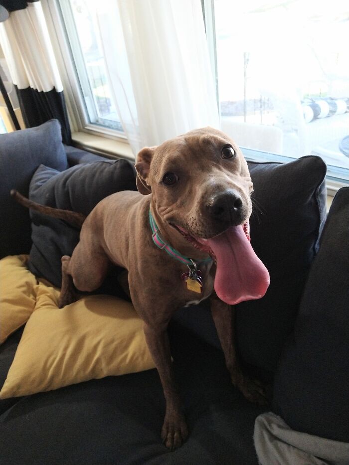 Elsie, Our Pit Bull/Greyhound Rescue! 1 1/2 Years Old. Super Goofy And Fun!