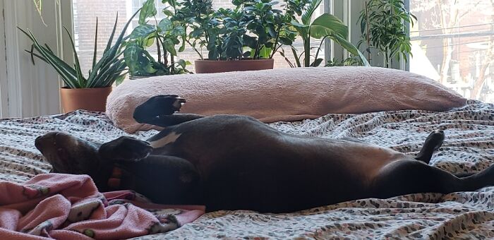 Morning Wake Up... Pitbulls Sleep Weird! This Is Merry Christmas, My 12 Year Old Pit Bull/Lab