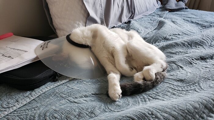 She's Not Dead, This Bright Bulb Would Regularly Sleep Like This While She Had On The Cone.