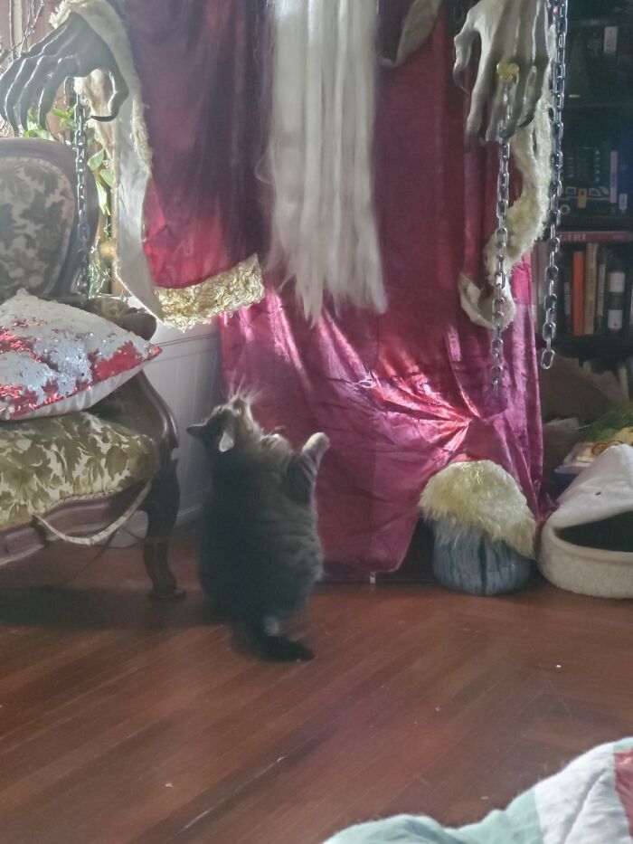 Daisy Looking Up To Krampus