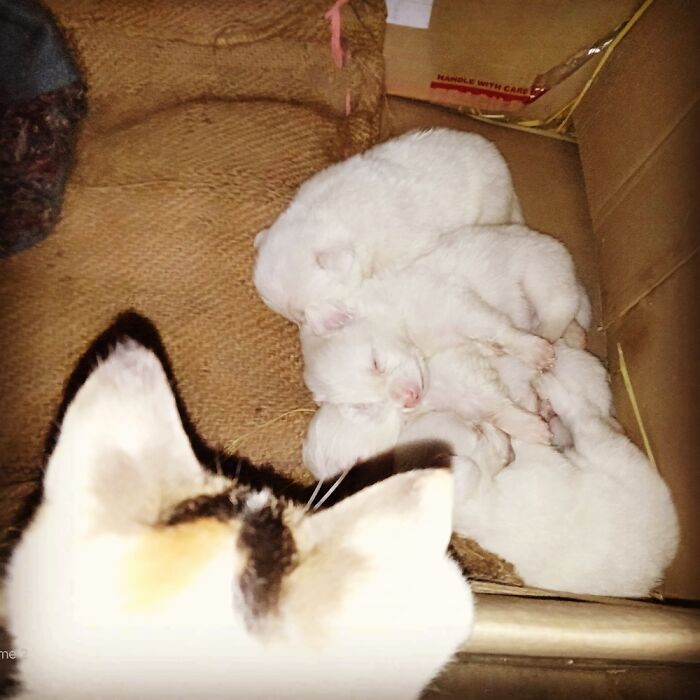 My Kitty And The Puppies She Use To Watch Them... While They Sleep...