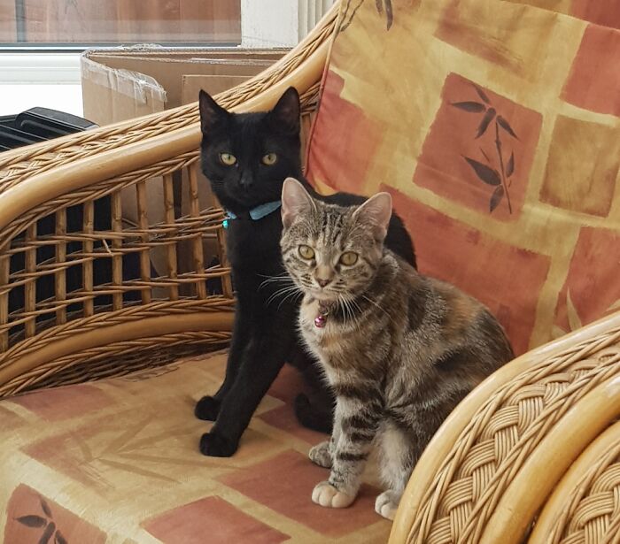 Jj Da Boss And Precious X